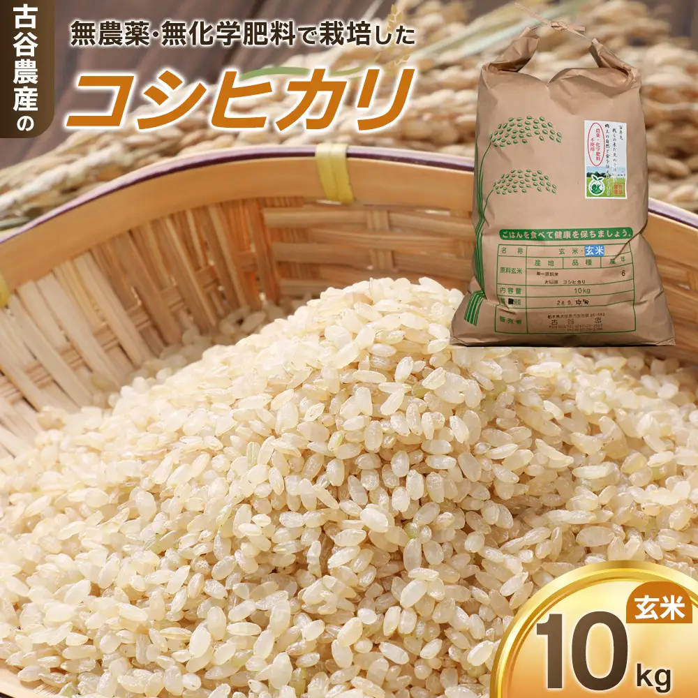 【令和8年産米 数量限定】古谷農産の無農薬・無化学肥料で栽培したコシヒカリ（玄米10キロ） ｜米 コメ  10kgコシヒカリ こしひかり 農家直送 産地直送 産直