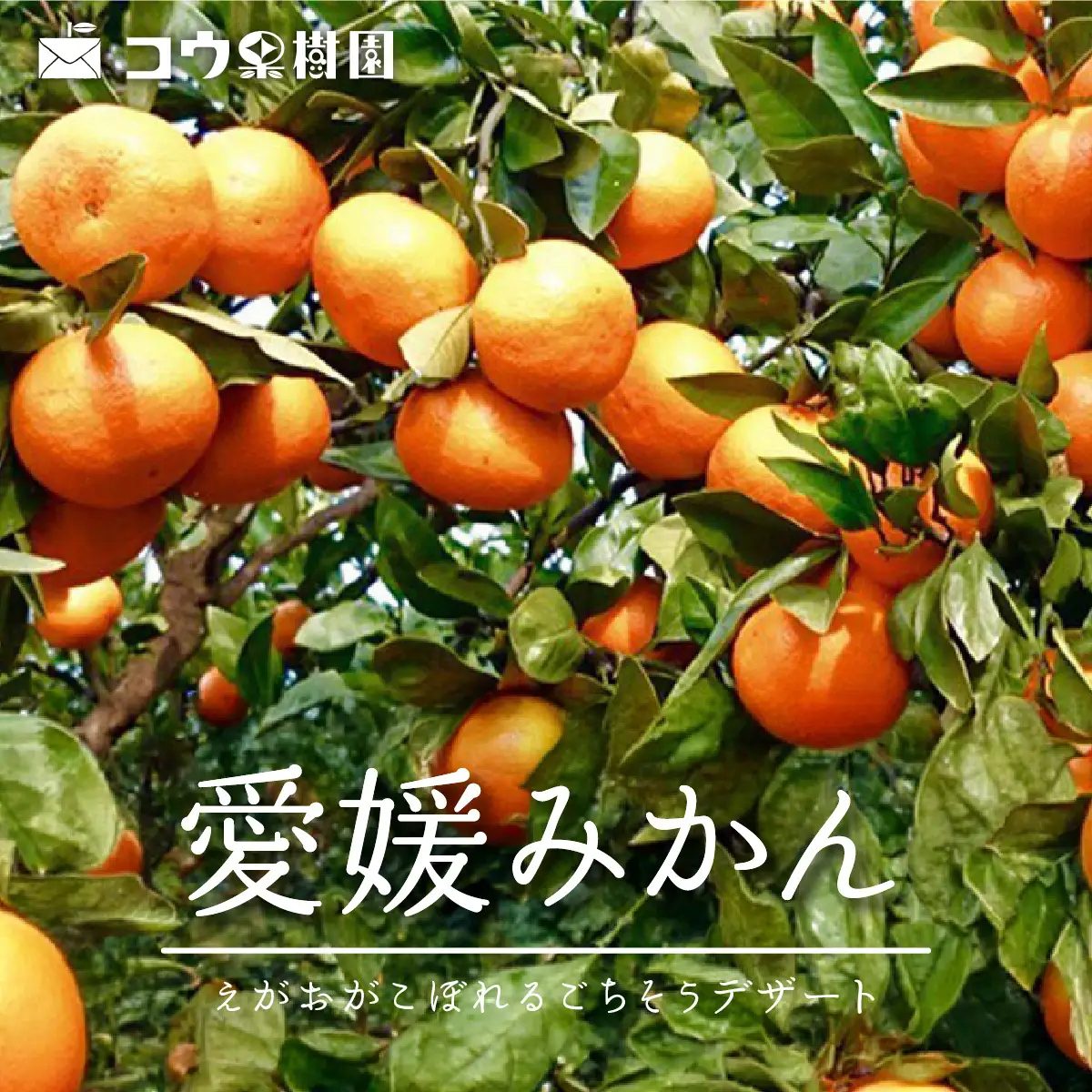 【先行受付】コウ果樹園の家庭用みかん10kg【33-53】YWTG035