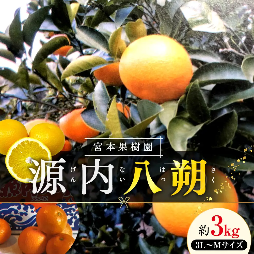 【3月中旬頃～発送】八朔 約3kg 宮本果樹園 源内八朔