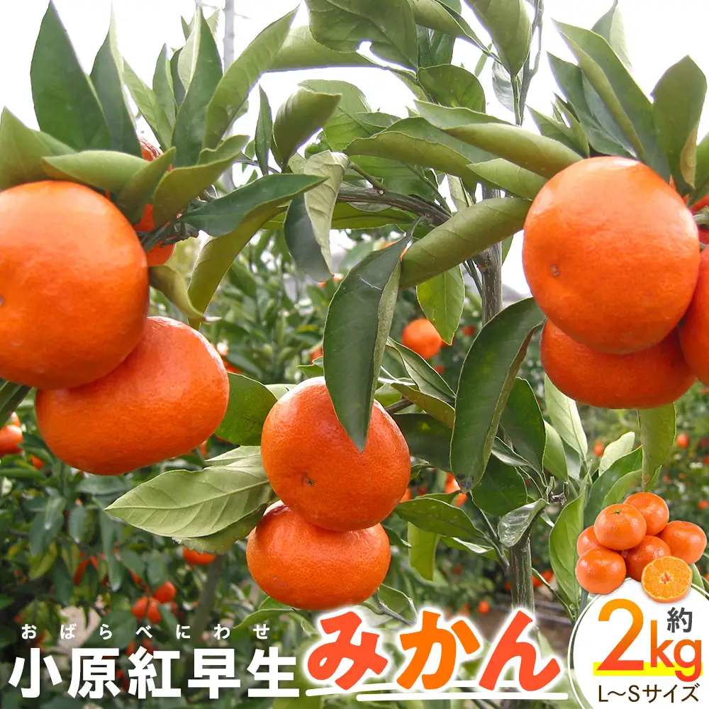 【11月下旬頃～発送】小原紅早生みかん 約2kg