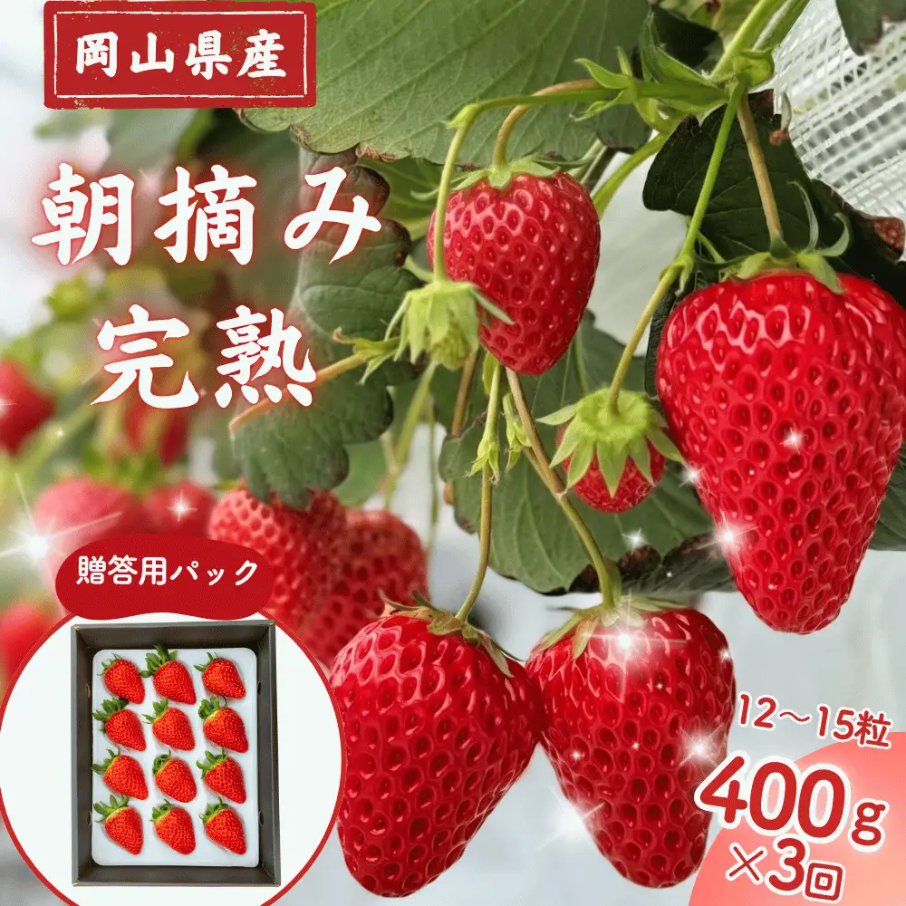 【3回定期便・2027年1月発送】先行予約 朝摘み 完熟いちご 贈答用 400g  M-FI-B08A
