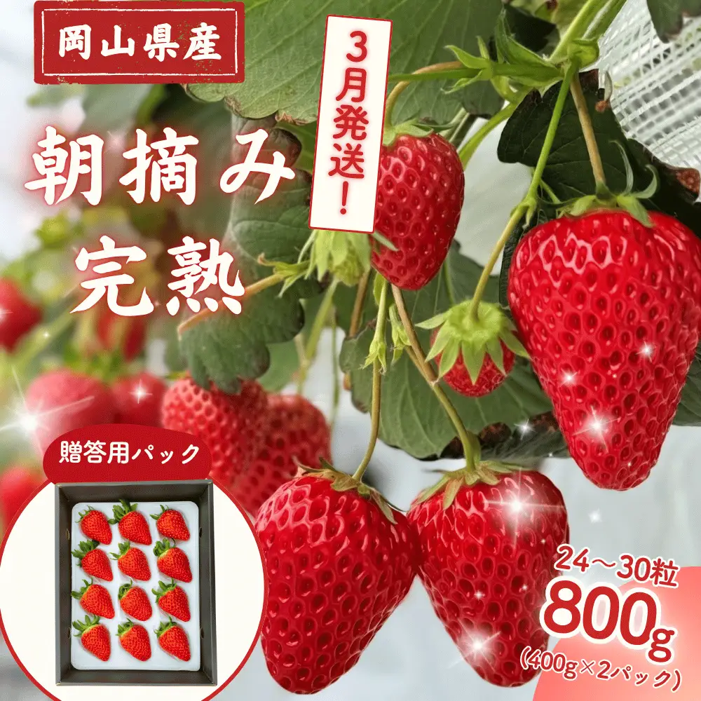 【2027年3月発送】先行予約 朝摘み 完熟いちご  贈答用 800g  M-FI-A47A