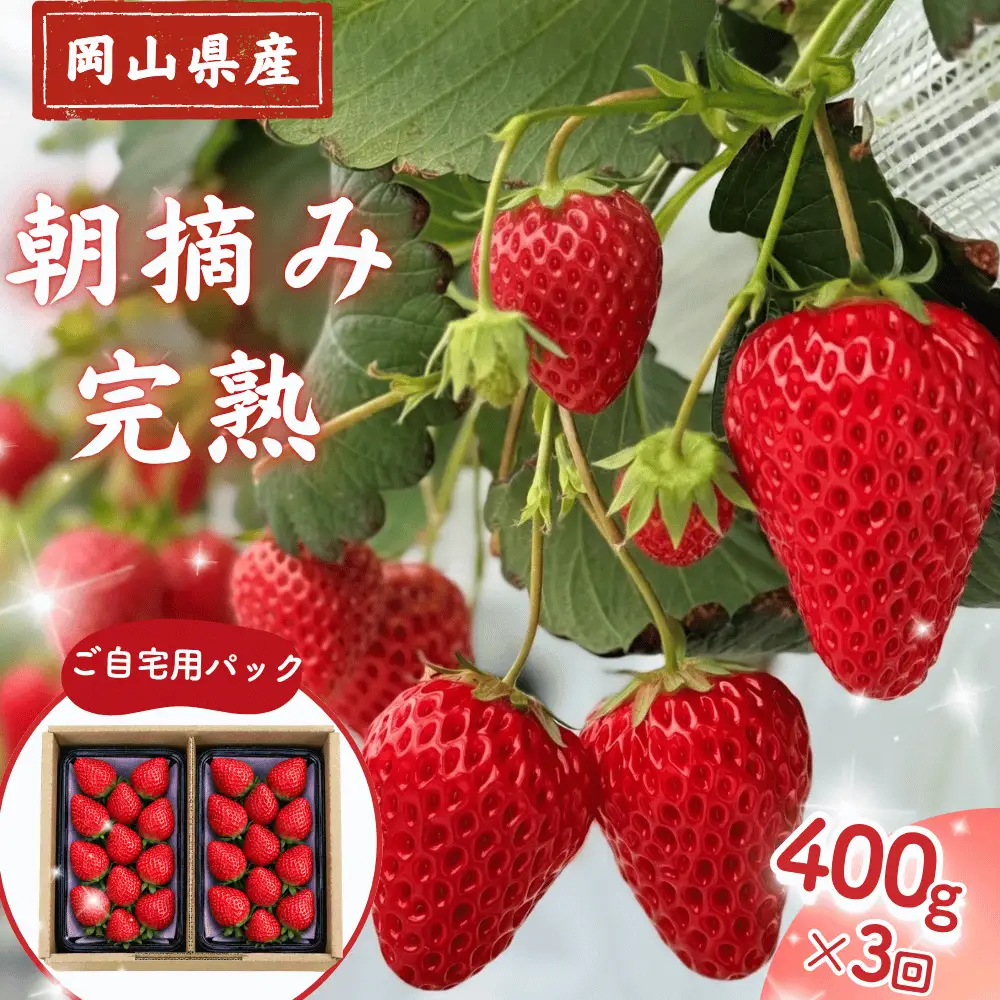 【3回定期便・2027年1月発送】先行予約 朝摘み 完熟いちご 自宅用 400g(200g×2)  M-FI-B08A