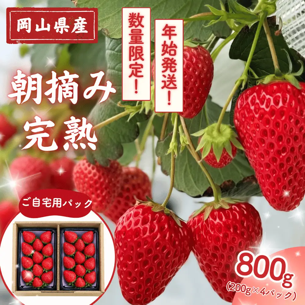 【年始発送・1/3-7】朝摘み 完熟いちご 自宅用 800g(200g×4) M-FI-A62A