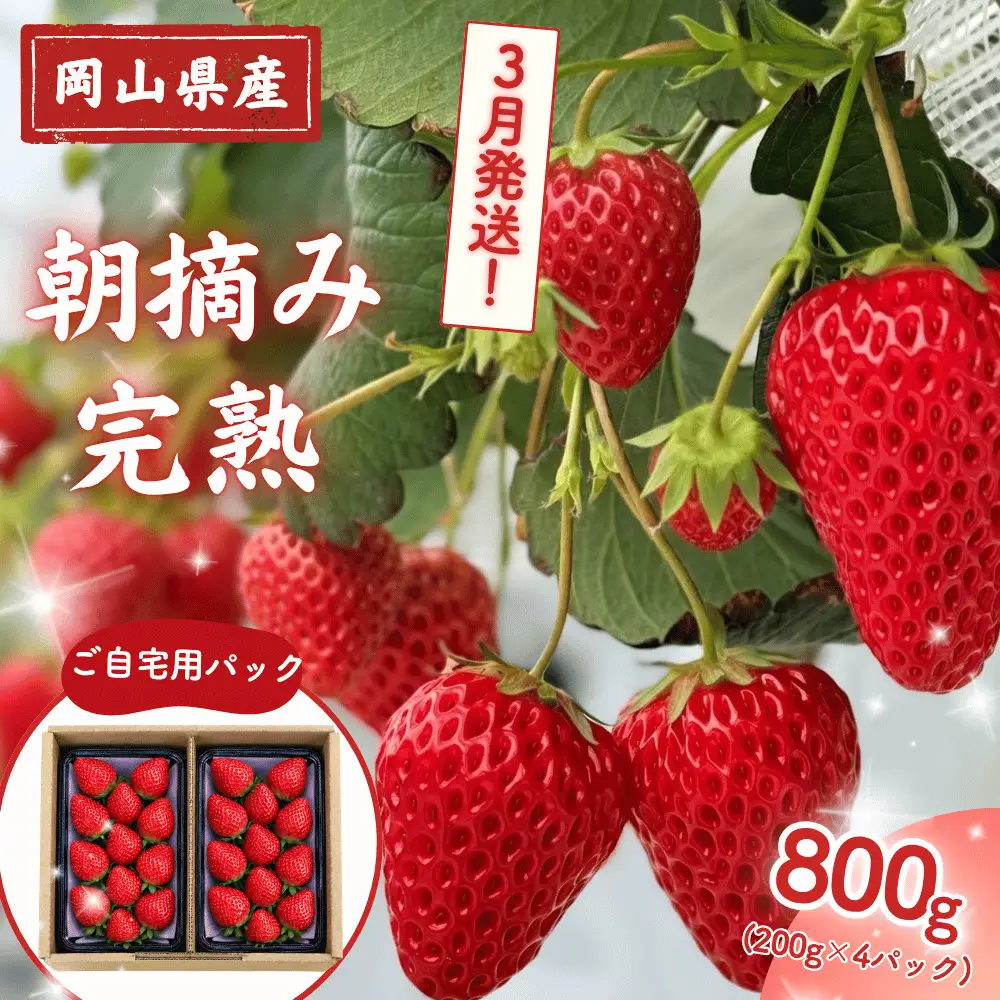 【2027年3月発送】先行予約 朝摘み 完熟いちご  自宅用 800g(200g×4)  M-FI-A65A