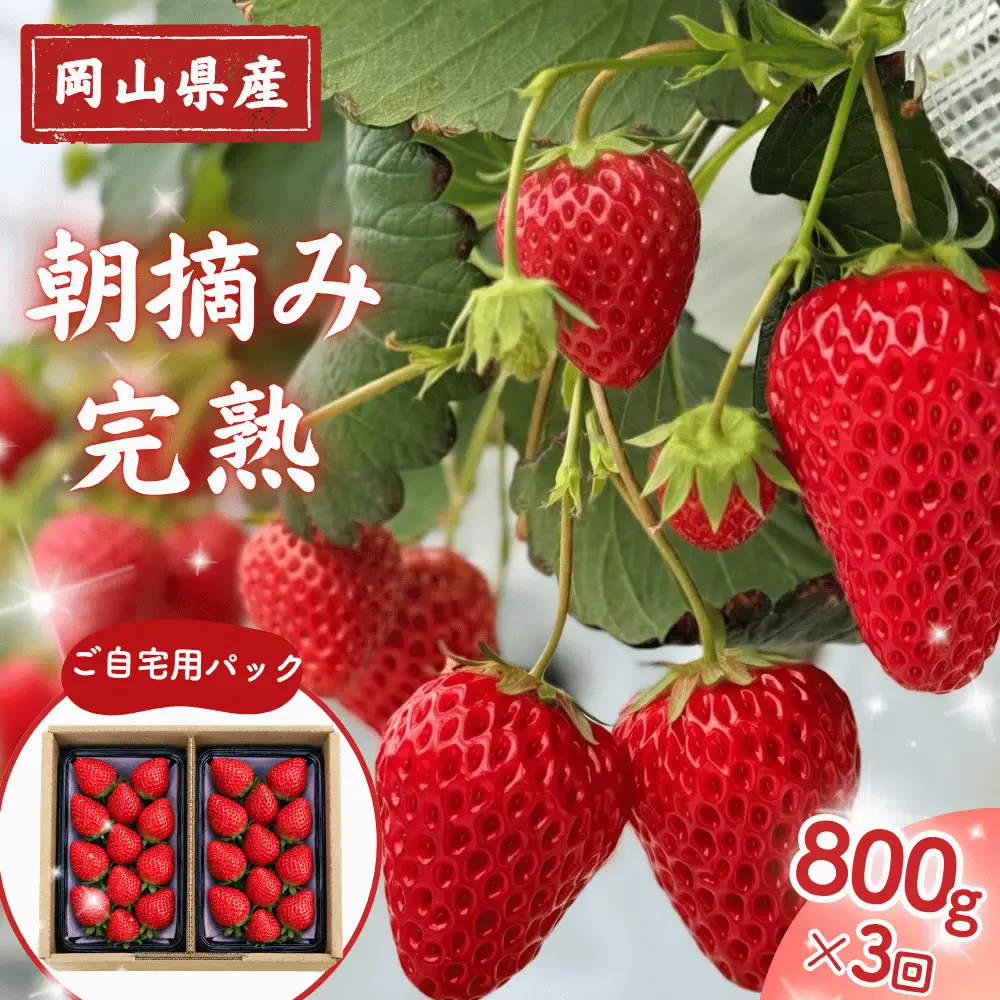 【3回定期便・2027年1月発送】先行予約 朝摘み 完熟いちご 自宅用 800g(200g×4)  M-FI-B11A
