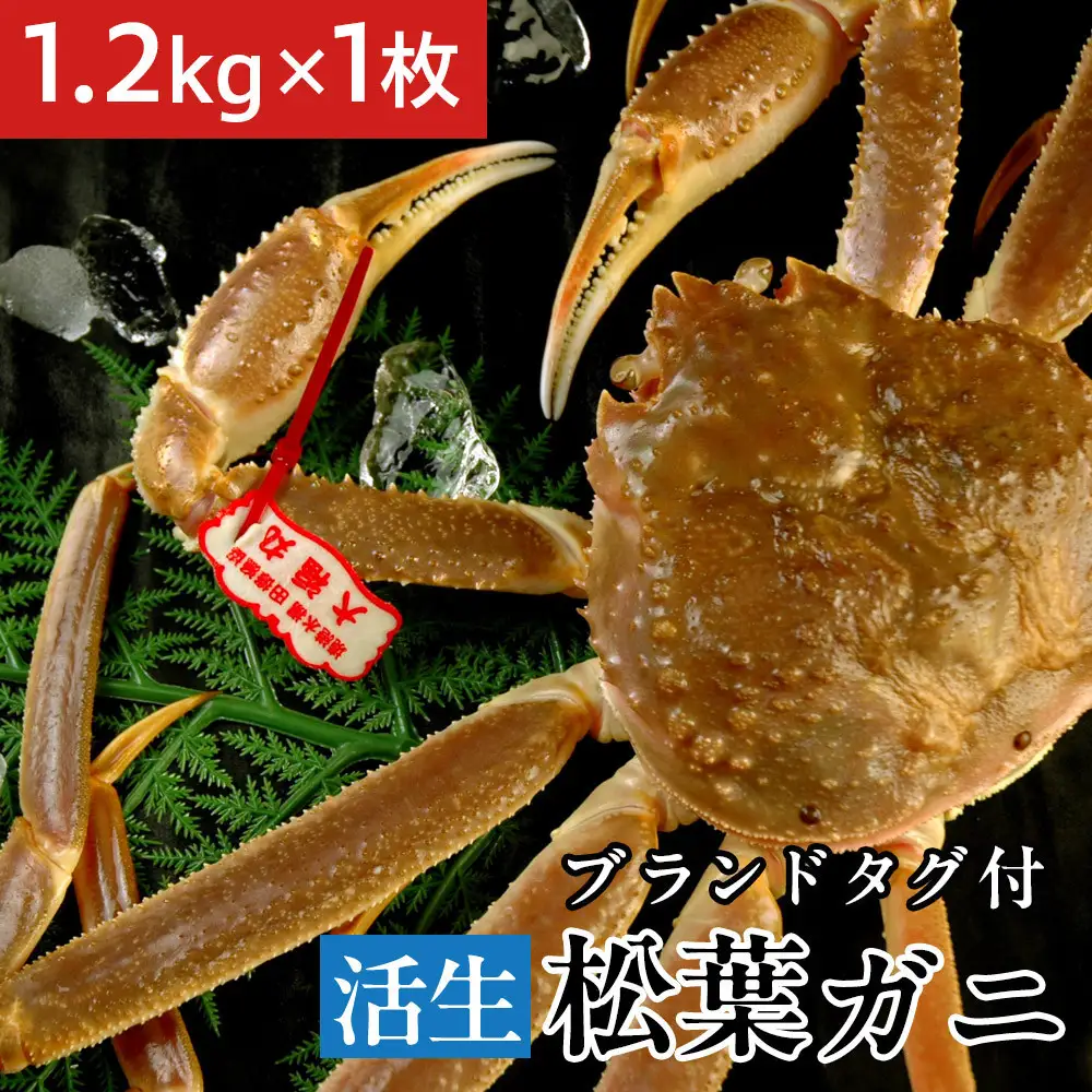 タグ付き 活生松葉蟹×1枚（1.2kg前後）【鳥取県 境港市】