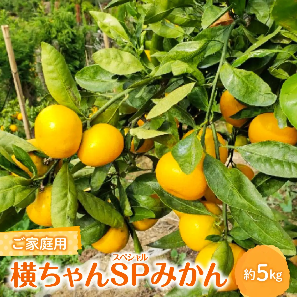 【ご家庭用】横ちゃんSP(スペシャル)みかん 約5kg【C84-1】YWTBL001