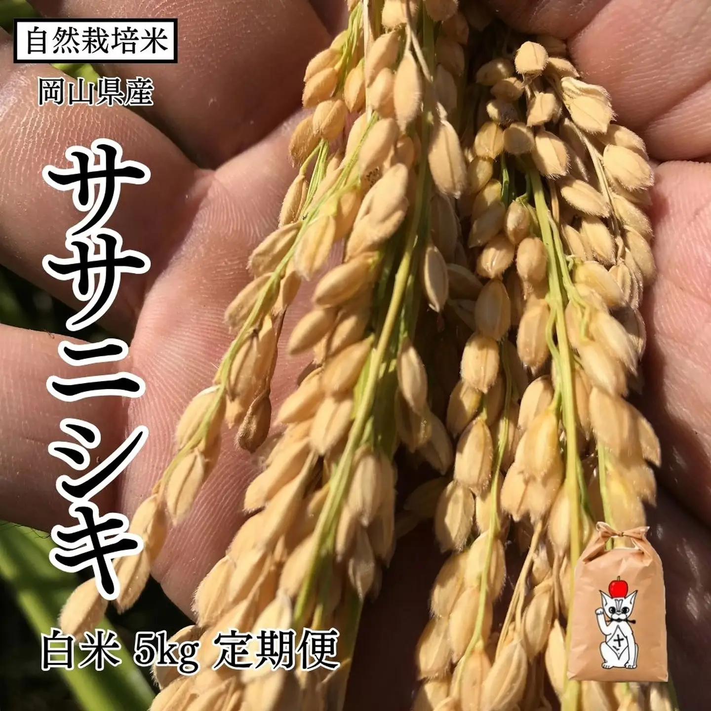 新米 令和8年産 【先行予約】 瀬戸内 自然栽培米 「ササニシキ」白米 5kg 定期便 3ヵ月 無農薬 無肥料 米 自然栽培 こめ 岡山県 瀬戸内市 さしすせそ Wacca Farm
