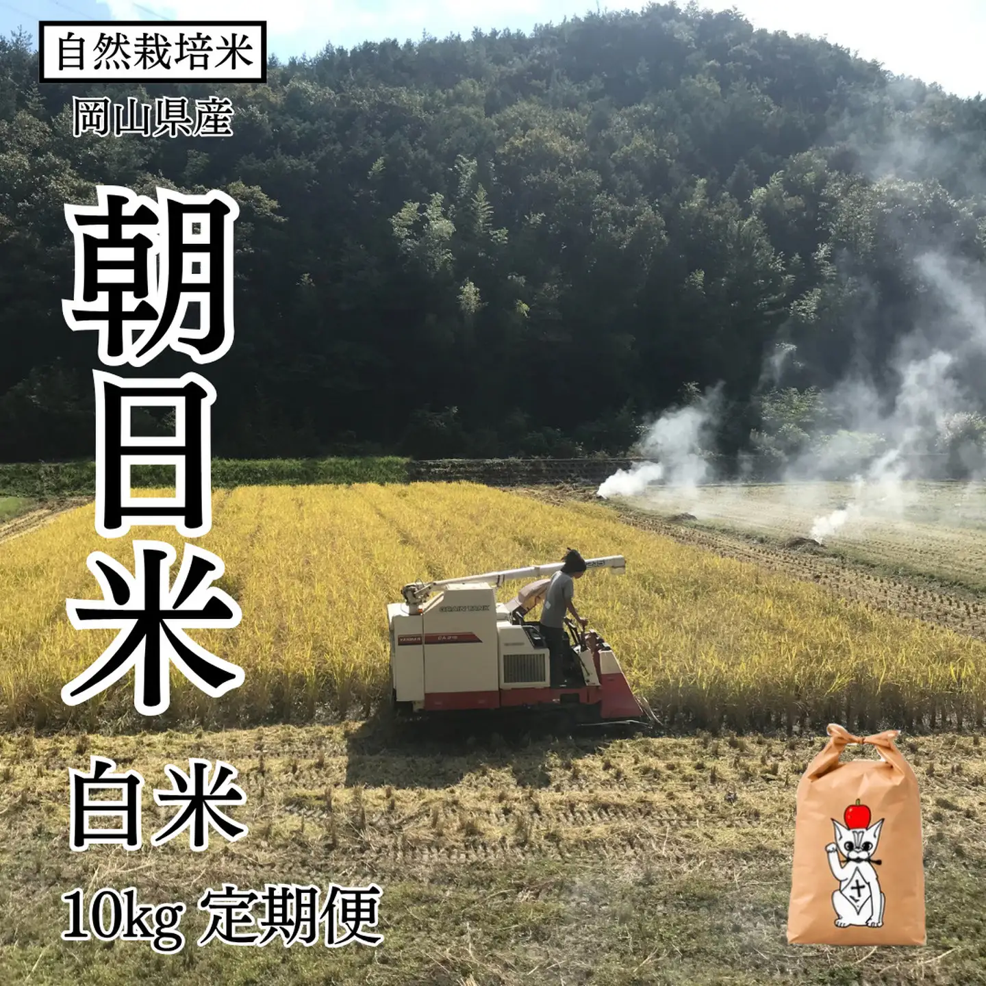 新米 令和8年産 【先行予約】 瀬戸内 自然栽培米 「朝日米」白米 10kg 定期便 12ヵ月（隔月配送） 無農薬 無肥料 米 自然栽培 こめ 岡山県 瀬戸内市 さしすせそ Wacca Farm
