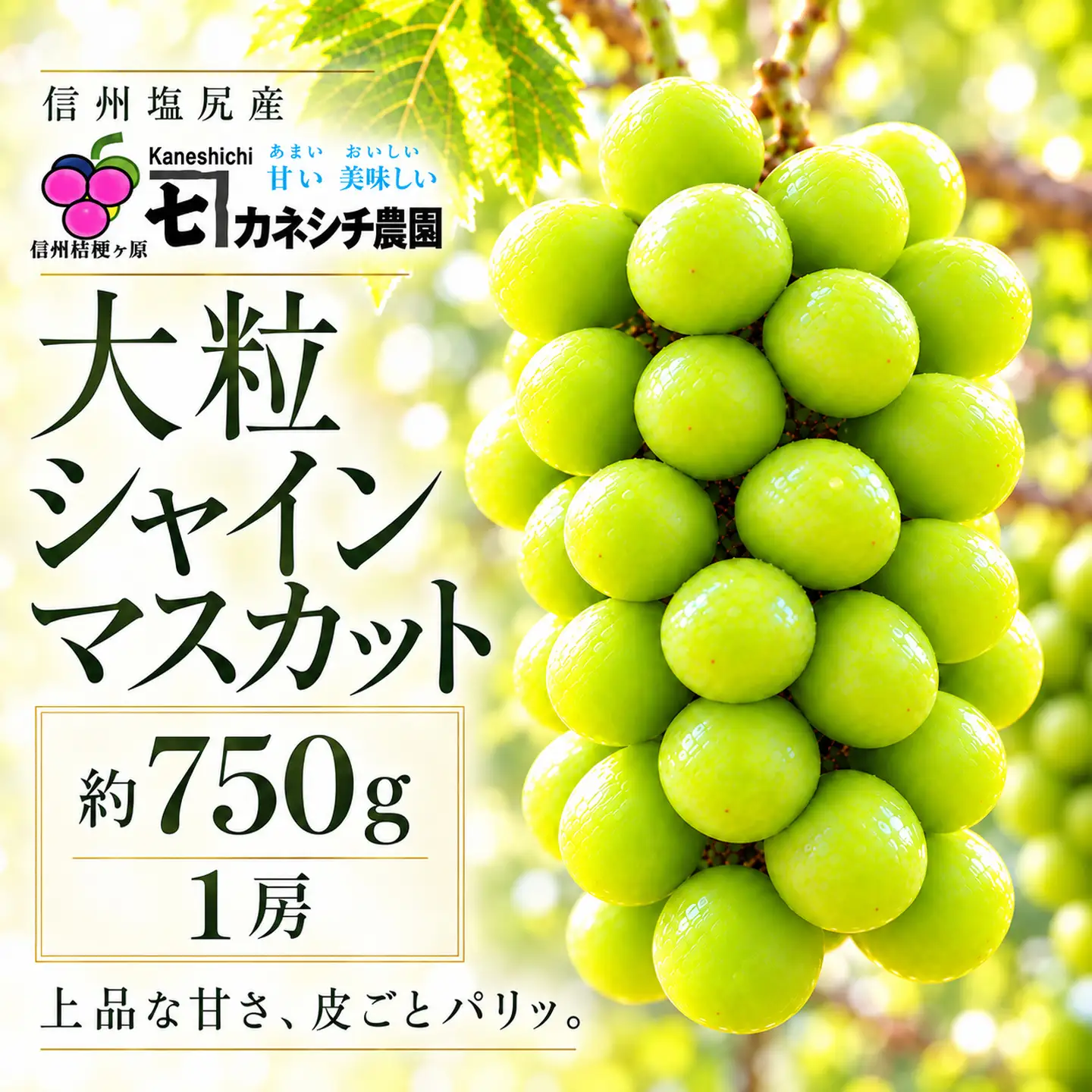 【2026年産】信州塩尻産 カネシチ農園 大粒シャインマスカット 約750g（1房）
