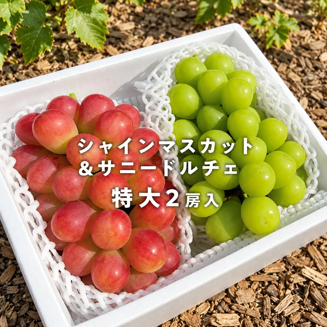 大粒シャインマスカット＆サニードルチェ 特大2房入 計1.3kg～ (岡山県産) 【KF-B023-02】