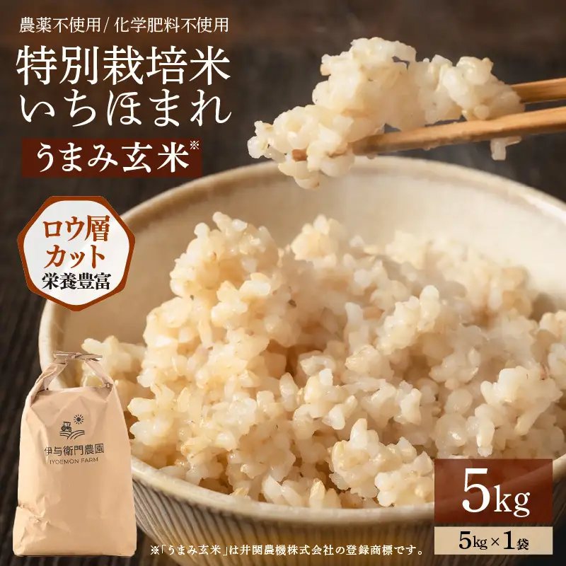 【令和8年産】特別栽培米 いちほまれ うまみ玄米 5kg 化学肥料不使用 ＜温度と湿度を常時管理し新鮮米を出荷！＞／ 高品質 鮮度抜群 福井県あわら産 ブランド米 お米 [aw071-b011]