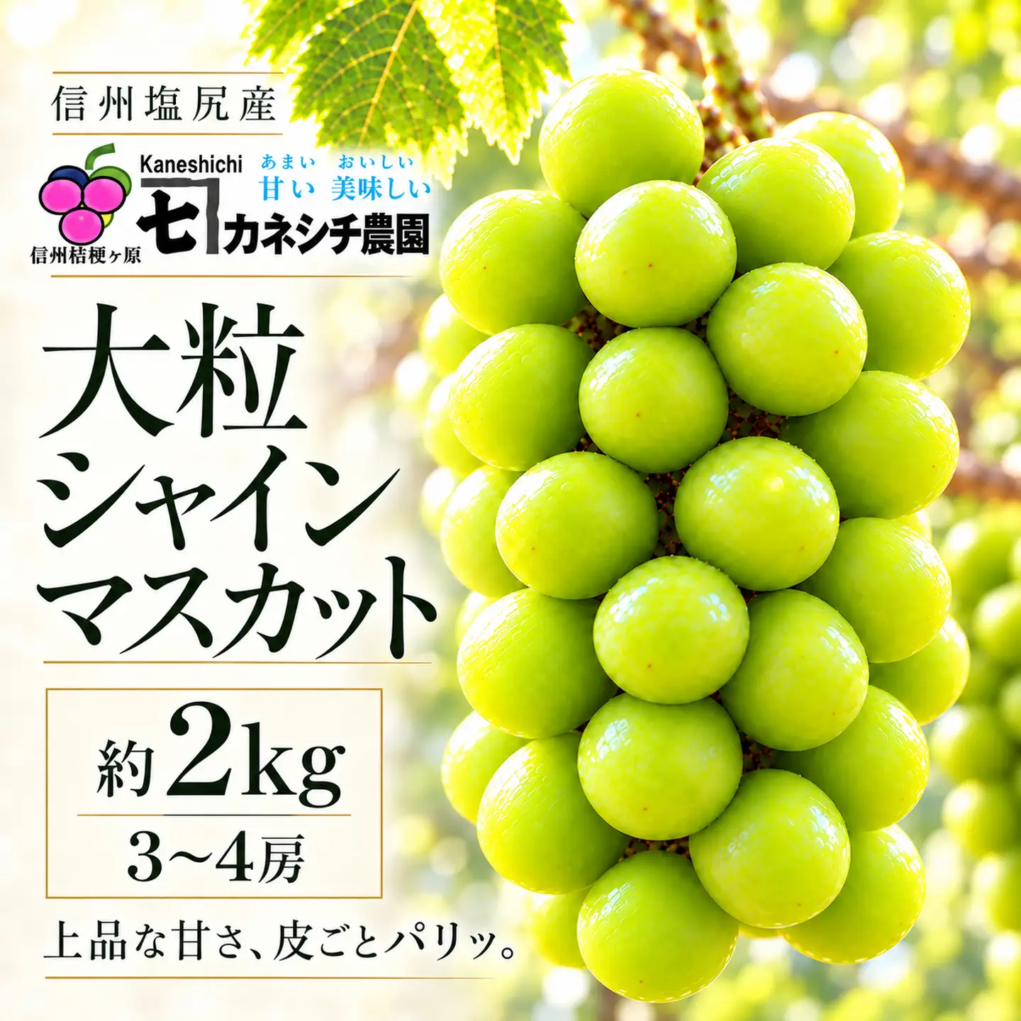 【2026年産】信州塩尻産 カネシチ農園 大粒シャインマスカット 約2kg（3～4房）