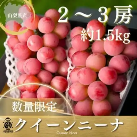【2027年発送 先行受付】希少クイーンニーナ 2房～3房 約1.5kg【配送不可地域：離島】【2000608】