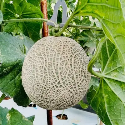＜2026年12月より順次発送＞カツジファームのメロンL2玉(専用箱入り)