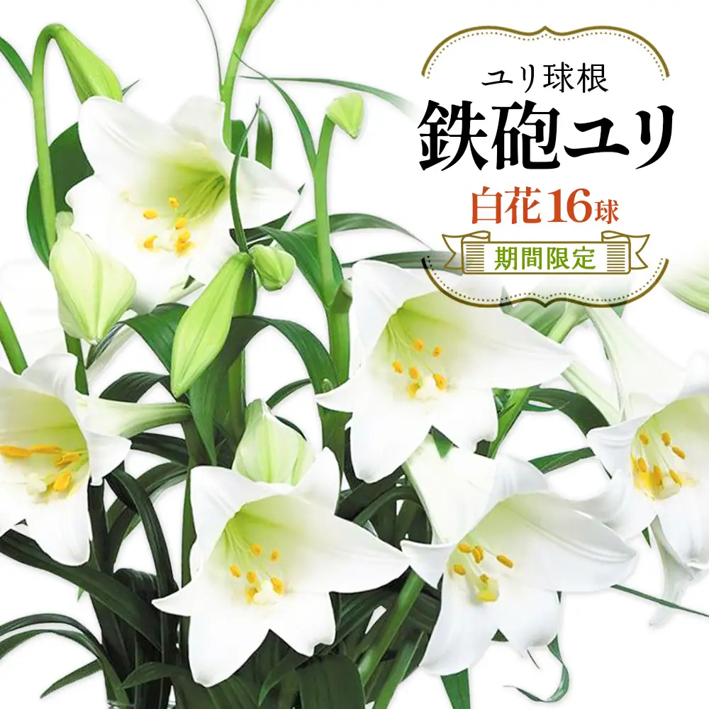 【期間限定】ユリ球根 鉄砲ユリ球根白花 16球 白花品種 花 フラワー 園芸 ガーデニング 植物 高品質 送料無料