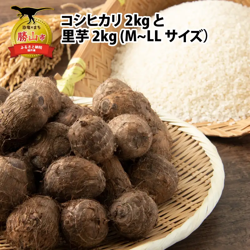 コシヒカリ 2kg 里芋 2kg セット コシヒカリ