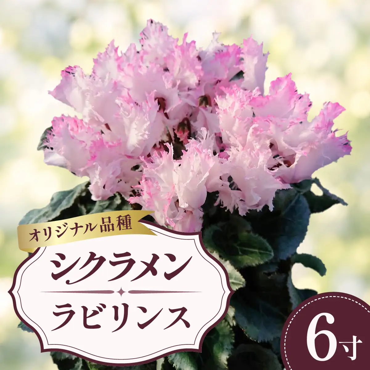 シクラメン ラビリンス 6寸（6号）鉢植え 花