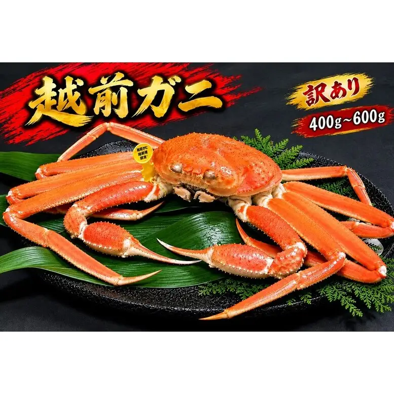 【1月出荷】越前ガニ 訳あり 1本足折れ 400g～600g