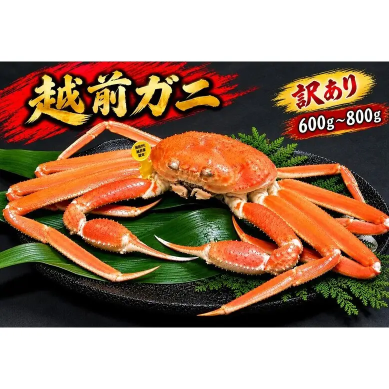 【12月出荷】越前ガニ 訳あり 1本足折れ 600g～800g