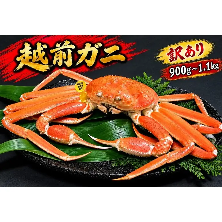 【12月出荷】越前ガニ 訳あり 1本足折れ 900g～1.1kg