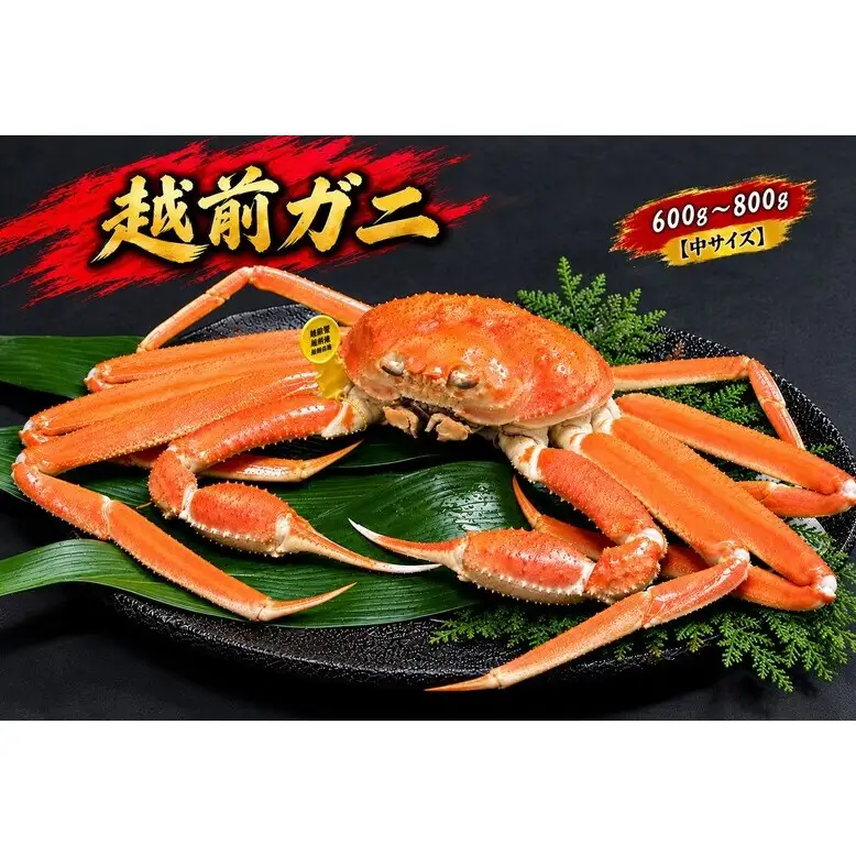 【11/15～30出荷】越前ガニ 600g～800g 1杯 【中サイズ】