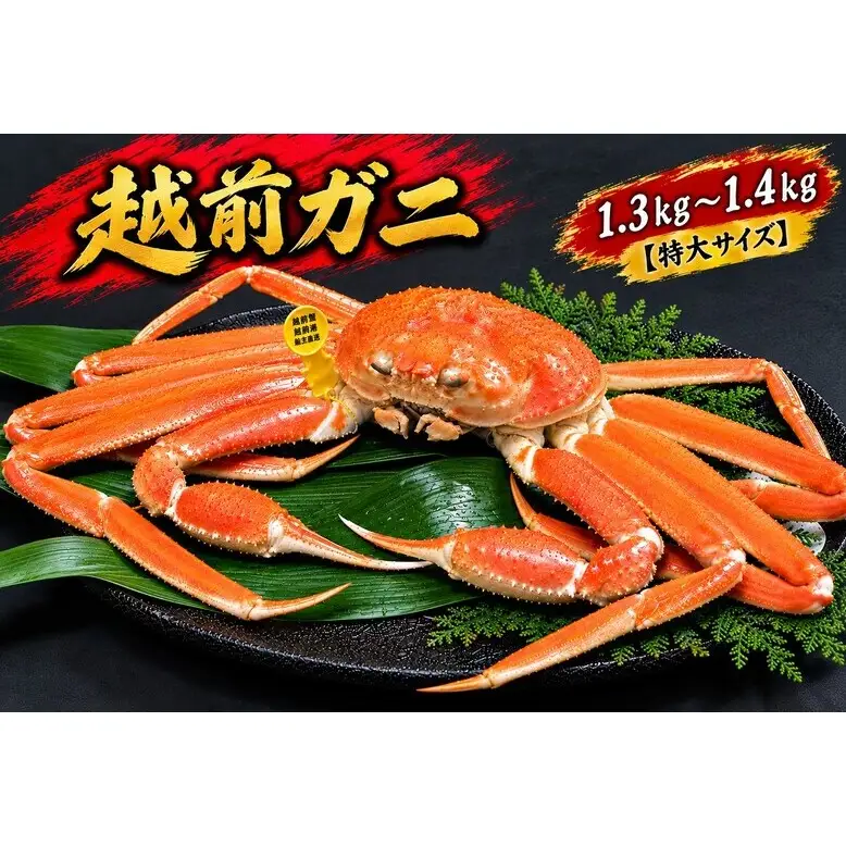 【1月出荷】越前ガニ 1.3kg～1.4kg 1杯 【特大サイズ】