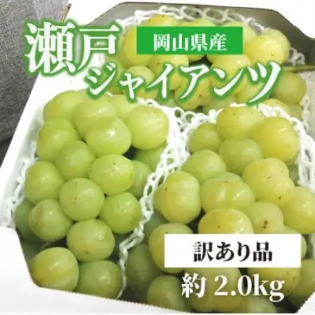 【2026年発送】訳あり品 瀬戸ジャイアンツ(丸ごとぱっくん) ご家庭用/約2kg (岡山県産)【配送不可地域：離島・北海道・沖縄県】【1678512】