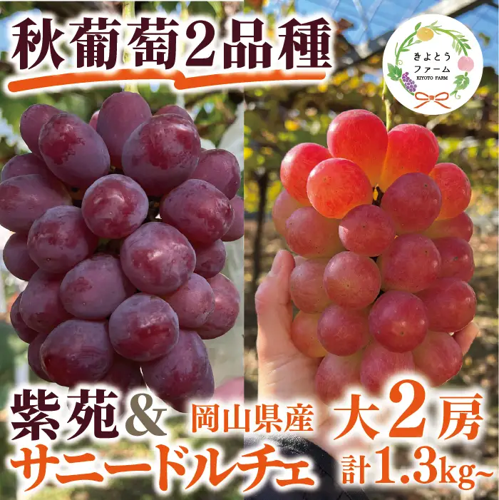 紫苑＆サニードルチェ 特大2房 計1.3kg～ (岡山県産) 【KF-B101-01】