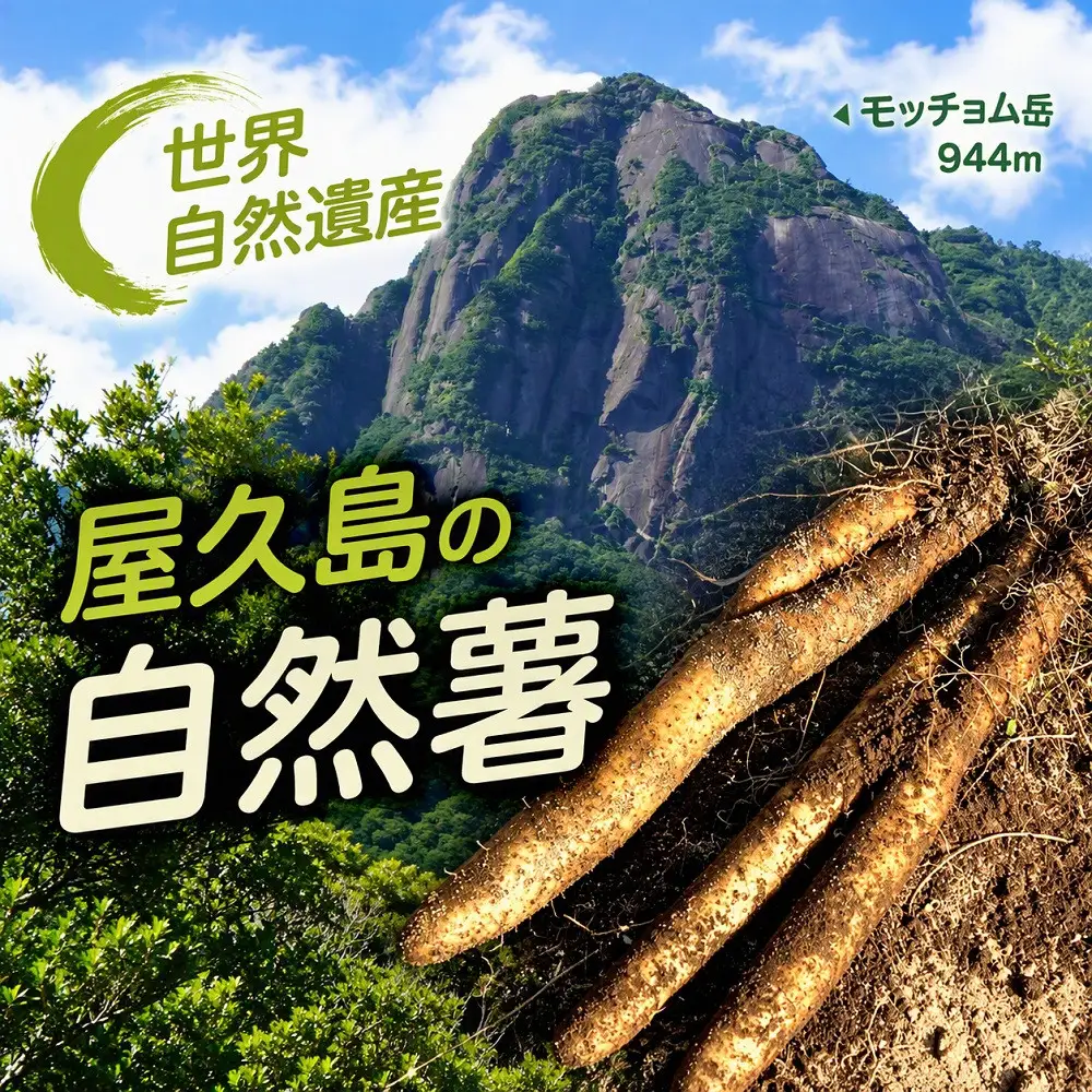 【相良パーティ】屋久島産自然薯600g【2026年12月下旬以降発送】