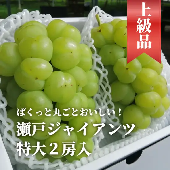 岡山県産 瀬戸ジャイアンツ 特選品 特大2房 約1.3kg～ 【KF-B050-01】