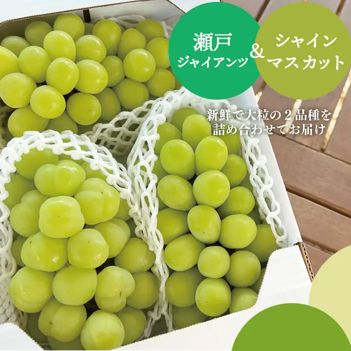 シャインマスカット&瀬戸ジャイアンツ 2kg 人気品種セット 【KF-B080-01】