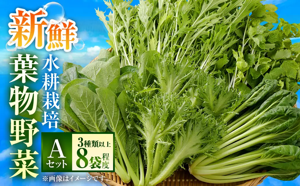 水耕 栽培 新鮮 葉物 野菜 Aセット GreensFarm ホタル サラダ 和え物 M06S22【2026年11月上旬～2027年6月上旬発送予定】