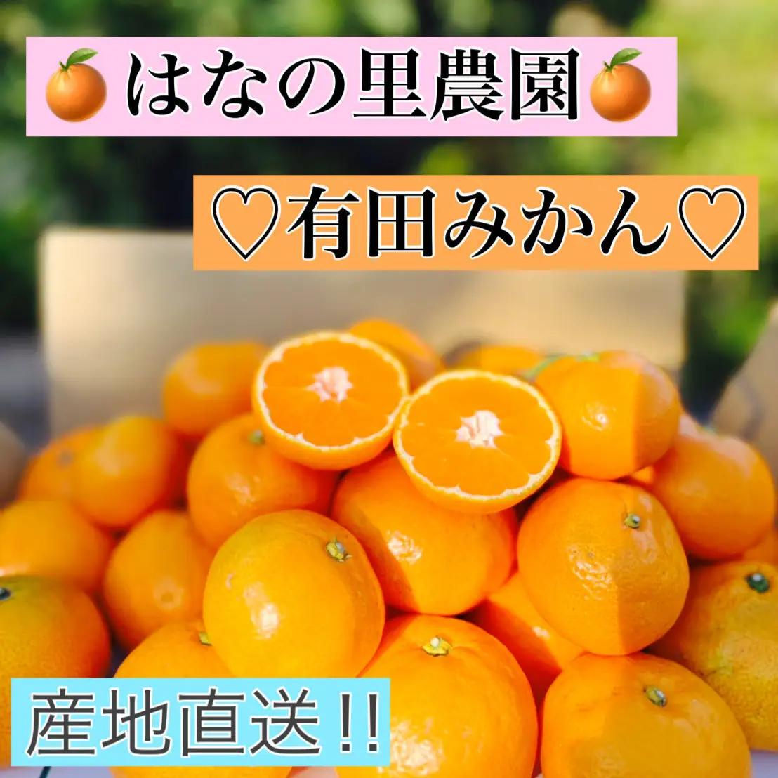 Nファーム 奇跡の有田みかん 3kg
