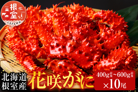 【北海道根室産】花咲かに400～600g前後×10尾 D-70007