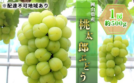 ぶどう 桃太郎 1房 約500g 2026年 ぶどう