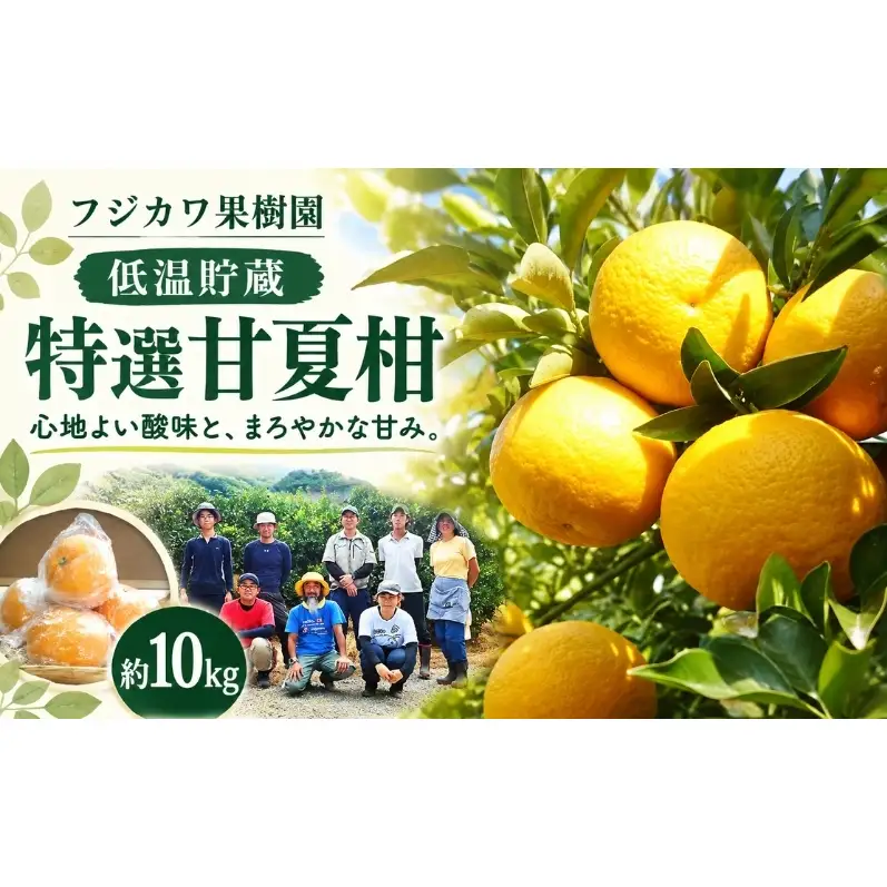 甘夏柑 低温貯蔵 約10kg みかん 香川県産 国産 柑橘 フリーサイズ M～L フジカワ果樹園 藤川果樹園 果実 中晩柑 柑橘類 フルーツ 果物 くだもの 蜜柑 ミカン マーマレード ギフト 贈り物 贈答用 手土産 お取り寄せ 香川県 観音寺市