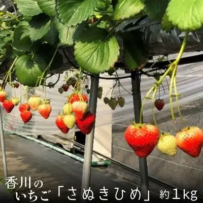 いちご「さぬきひめ」約1kg 果物類 いちご 苺 イチゴ フルーツ