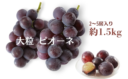 大粒 ピオーネ 約1.5kg ぶどう  フルーツ 果物 
