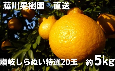味自慢！！讃岐しらぬひ　特選20玉 約5kg 果物類 みかん 柑橘類