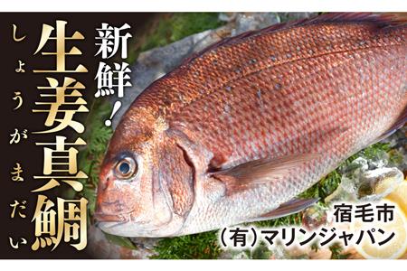 生姜真鯛 二尾（鮮魚） 真鯛
