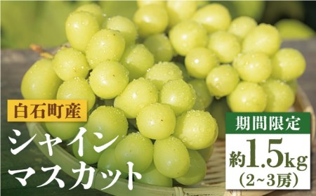 【先行予約 2026年7月末頃より発送】シャインマスカット 約1.5kg / マスカット [IAI004]