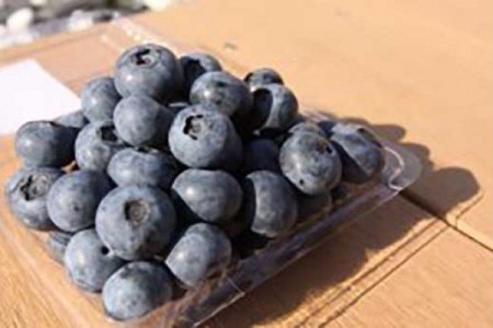 ［大粒！希少！毎年大人気！／期間・数量限定！］淡路島で栽培した生食用「ブルーベリー」500ｇ×２パック