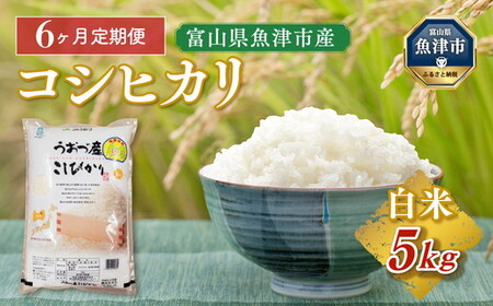 【令和8年度米】【6ヶ月定期便】富山県 うおづ産米「コシヒカリ」5kg（精米）｜6回 6ヶ月 こしひかり こめ