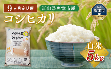 【令和8年度米】【9ヶ月定期便】富山県 うおづ産米「コシヒカリ」5kg（精米）｜9ヶ月定期便 9回 9ヶ月 こしひかり こめ コメ お米 おこめ 白米 精米 雪解け水 香り うまみ あまみ 冷めても 美味しい おにぎり お弁当 高品質 魚津市 