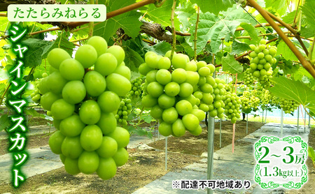 【2026年先行予約】 ぶどう 岡山県産 たたらみねらる シャインマスカット 1.3kg以上（2房～3房） 《2026年8月下旬-10月下旬頃出荷》 葡萄 ブドウ フルーツ 果物 スイーツ 数量限定 期間限定 岡山 里庄町 