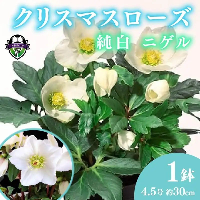 【 先行予約 ：2026年12月から発送 】花 クリスマスローズ ニゲル 4.5号