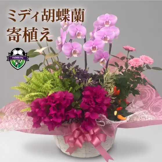 胡蝶蘭 花 寄せ植え 鉢植え 花 植物