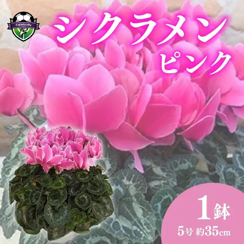 【 先行予約 ：2026年12月発送 】 花 シクラメン 鉢植え ピンク 5号 クリスマス オンライン決済限定 花 花